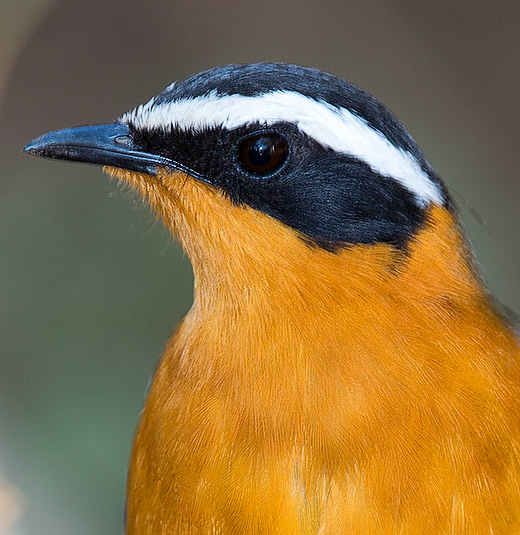 White-browed Robin-Chat head